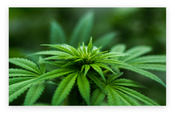 ERP Implementation for cannabis industry